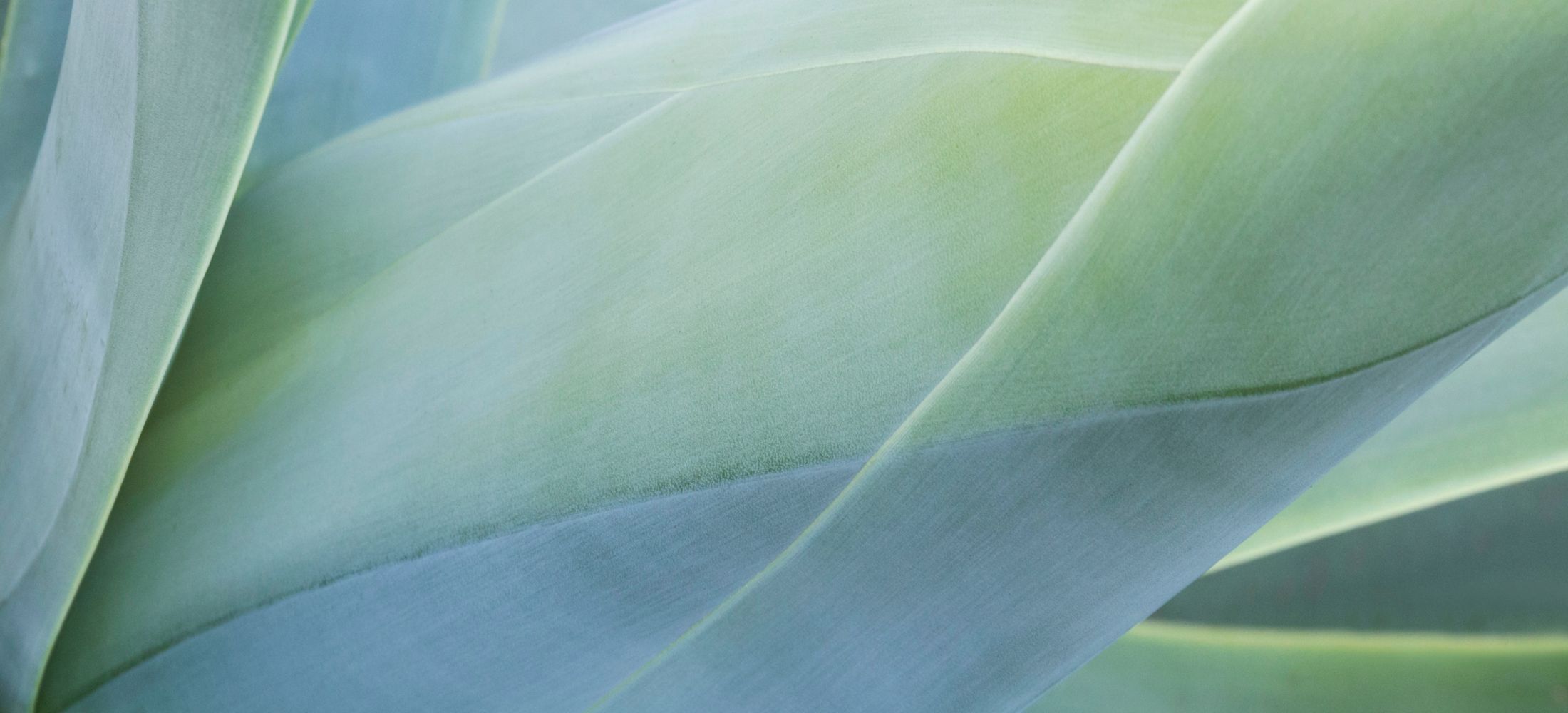 Abstract light blue swirls and shapes background.